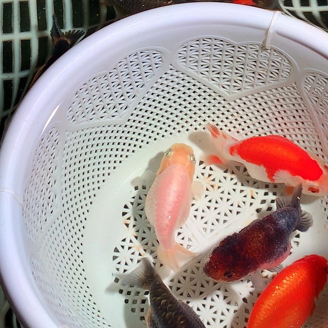 金鱼开箱视频包损，3+2条被损