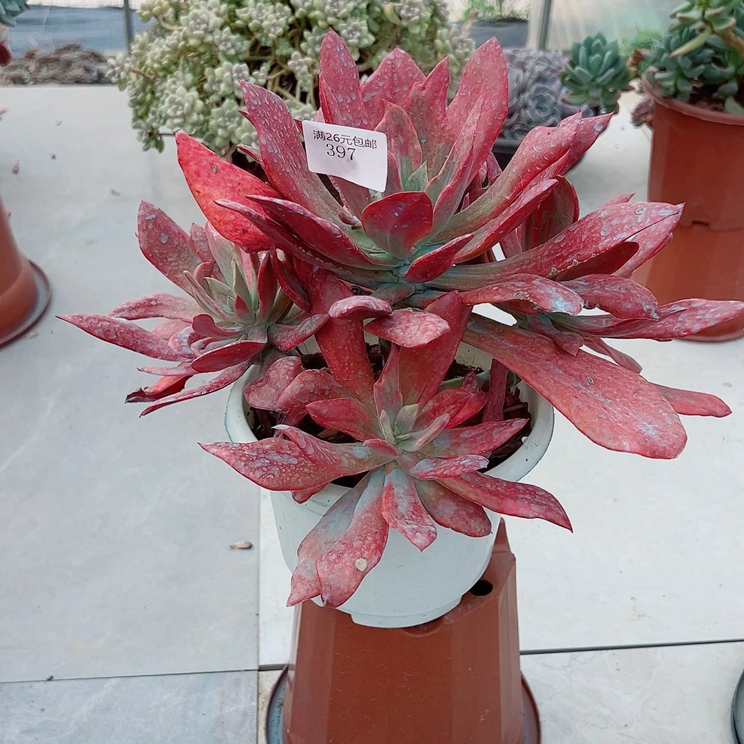 哦***豁397砖石锦多肉植物多肉