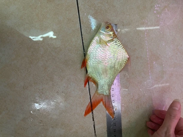 热带观赏鱼红眼元宝鲫鱼15到16公分三个起包邮