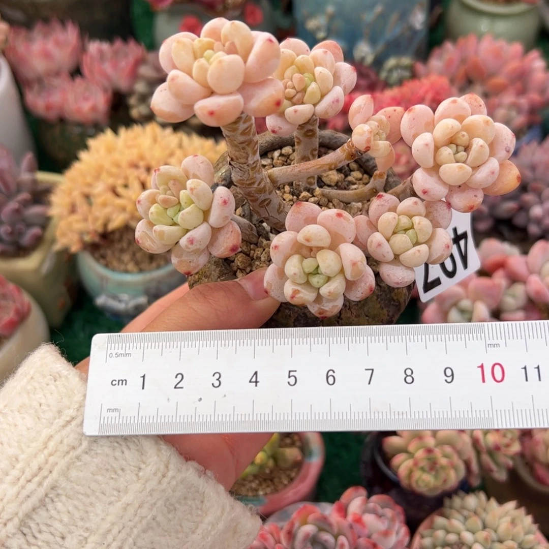 紫*兰497 多肉植物组合盆栽