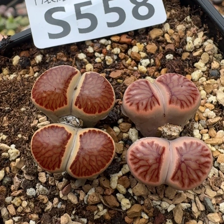 g***aS558菊章玉母本多肉