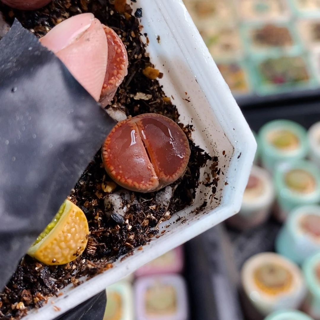 a****售2256-一物一拍 1颗ko