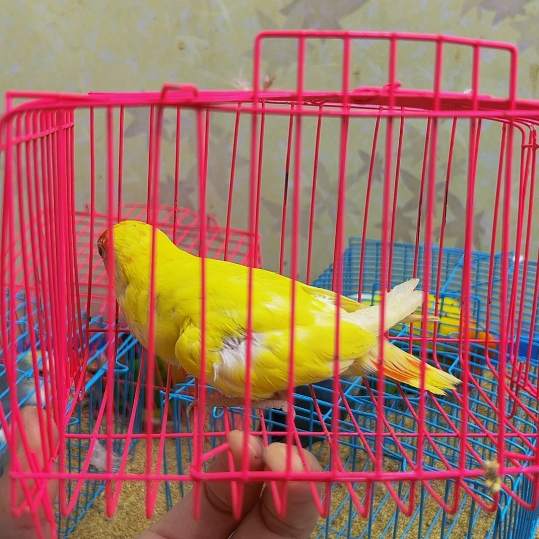 桃脸牡丹鹦鹉少毛一只牡丹
