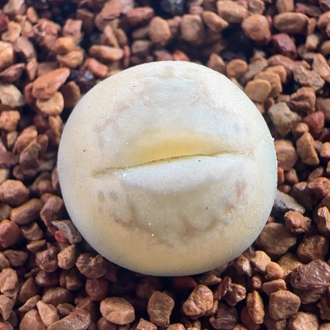 1369/大嘴巴丑鹅/