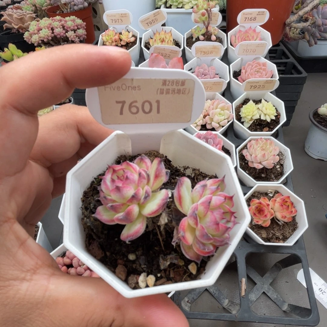 7601马赛尔4.5厘米