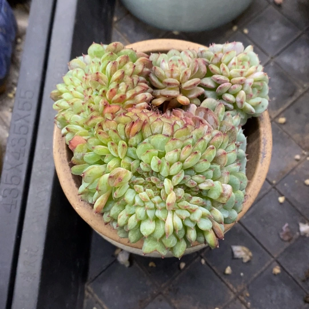 精品多肉一物一拍不包整78