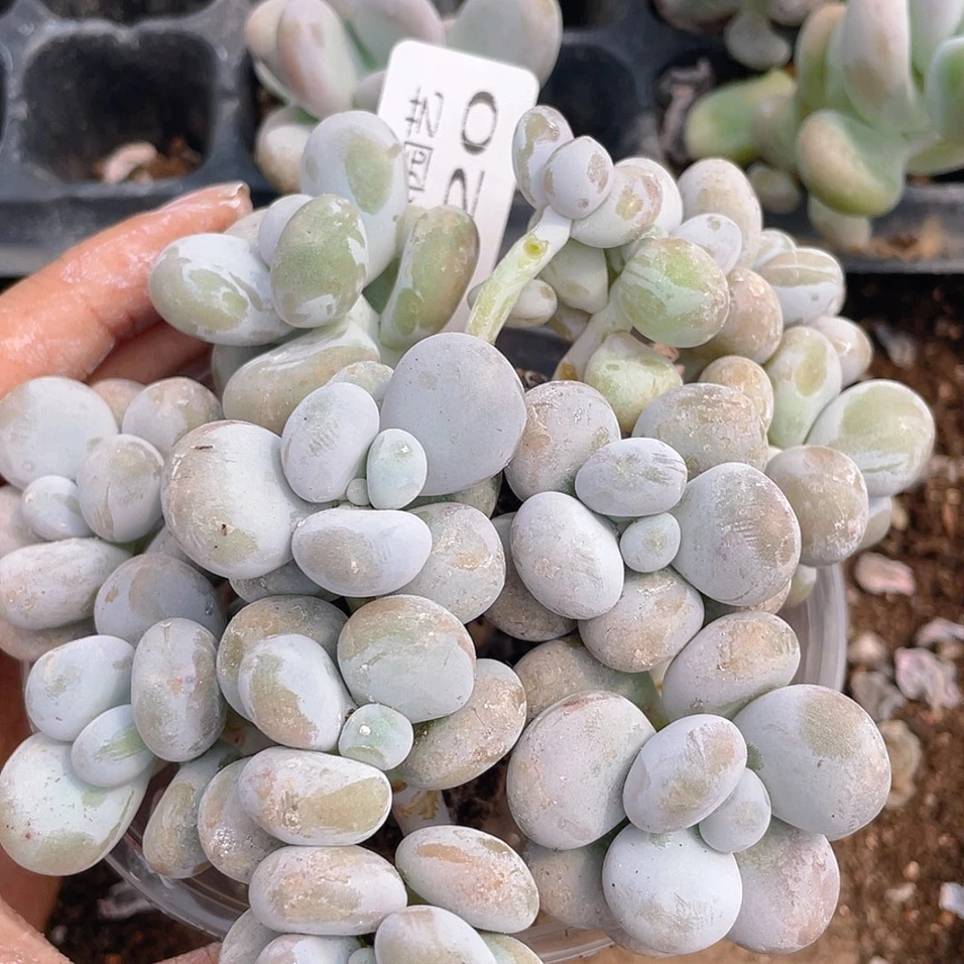 多肉植物多肉植物820