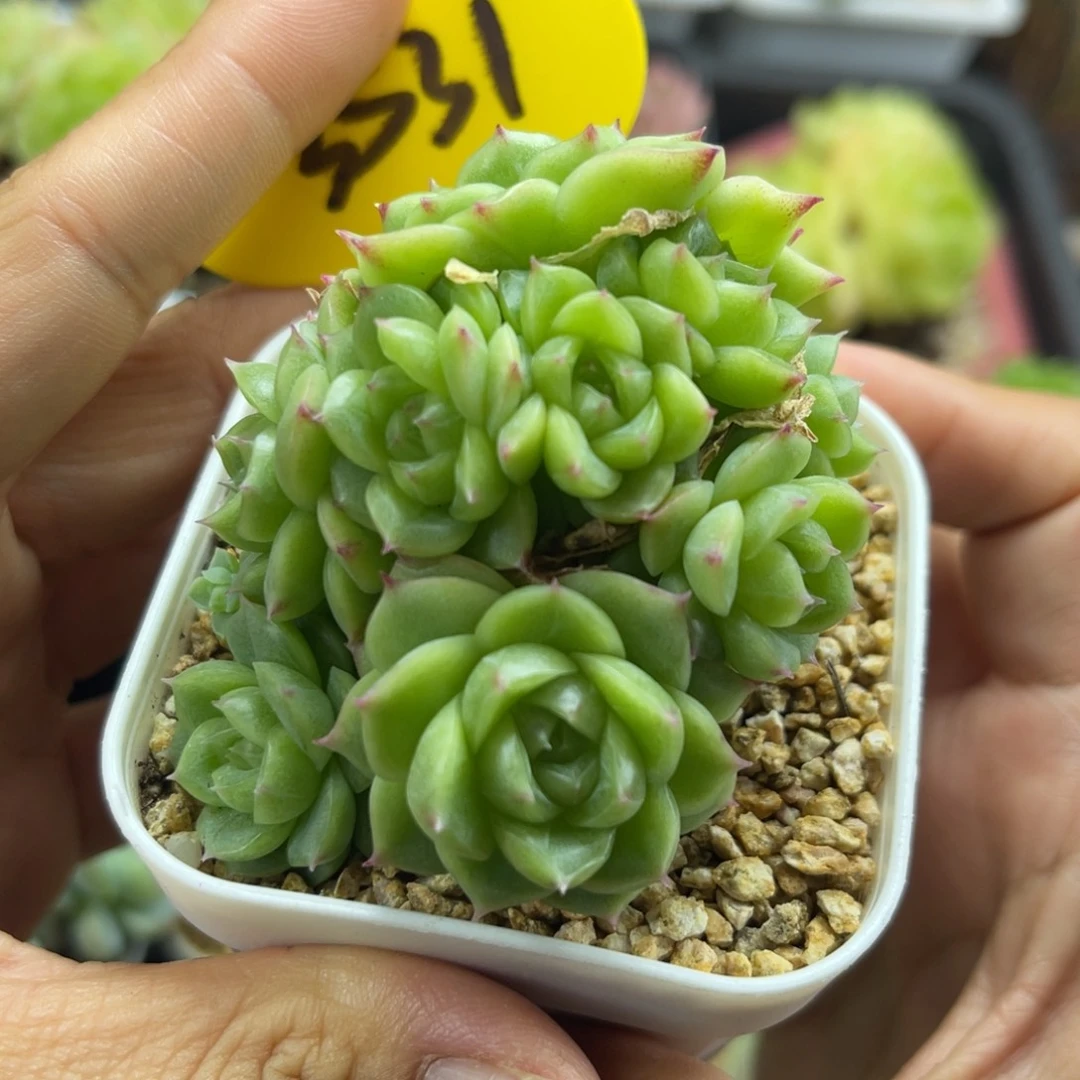 蜜蜡珍妮麦秆群3531