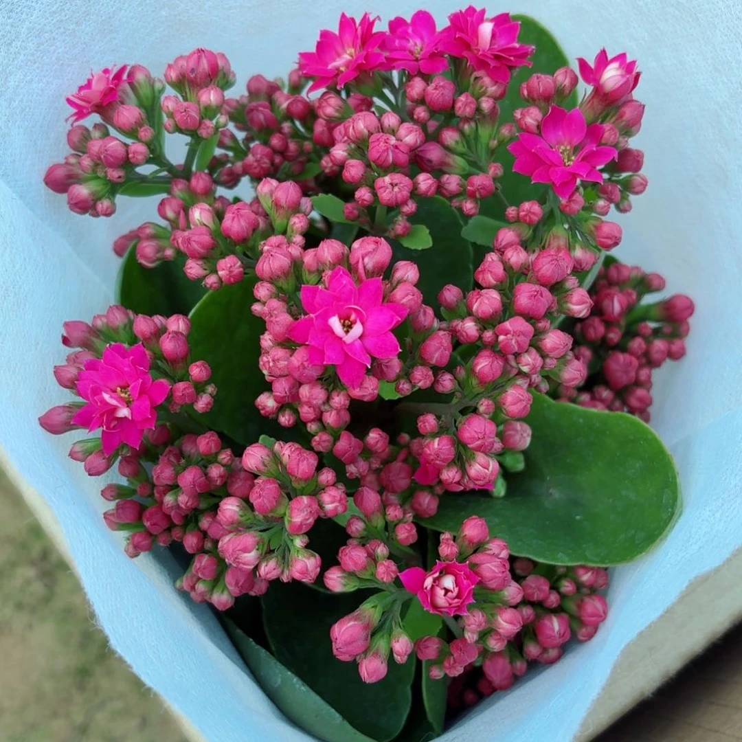 A161紫色长寿花一颗重瓣