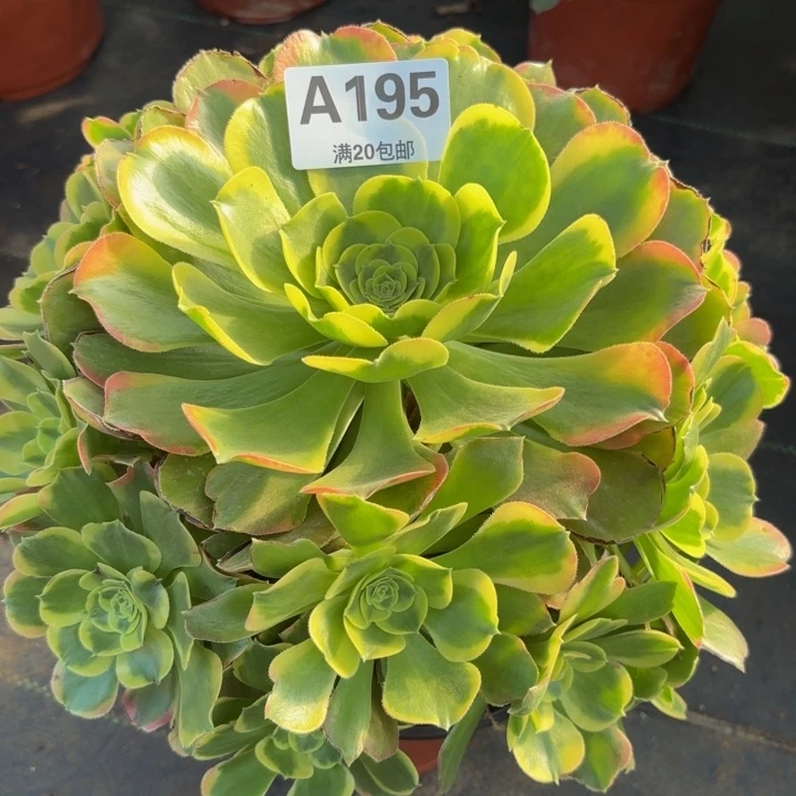 瑞妈多肉园艺，195.特