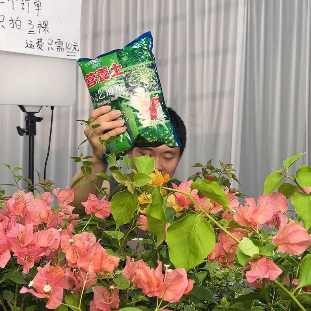 大部分开放少量花苞土1包