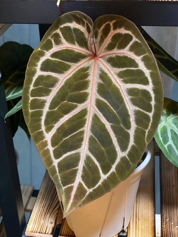 红水晶 奢华 帝王 希尼亚 三角洲 小钻石花烛一物一拍