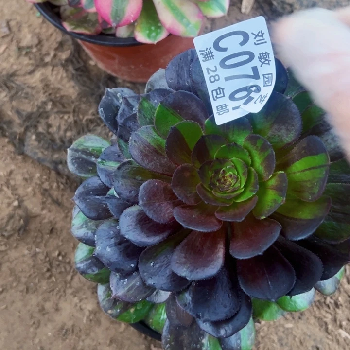 花月夜多肉植物法师0761