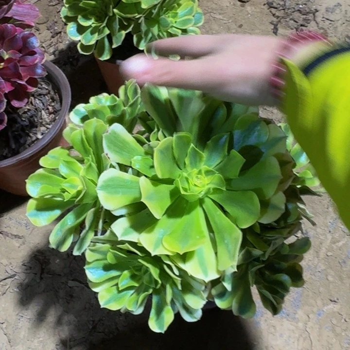 绿豆沙脱土发货9.9