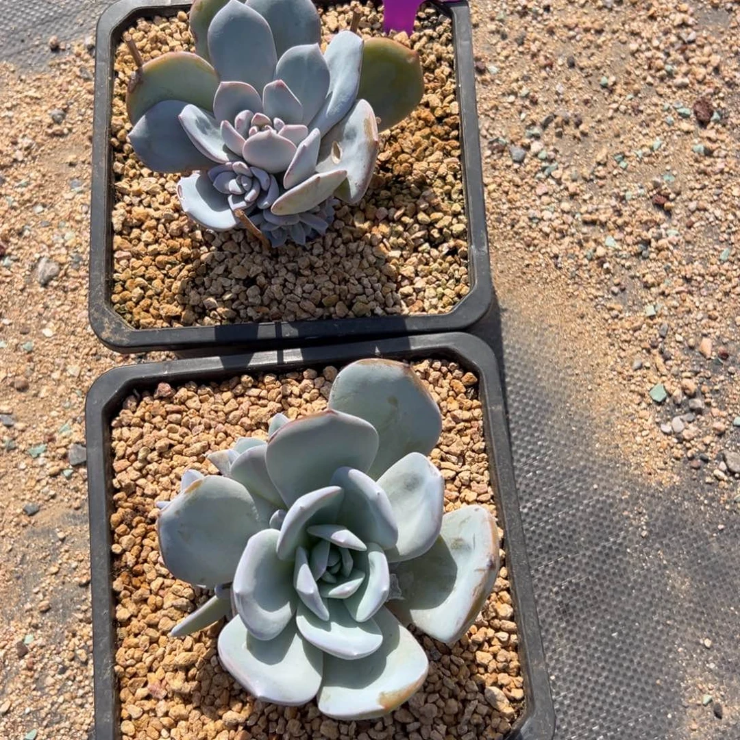 田***花奶茶111111111111