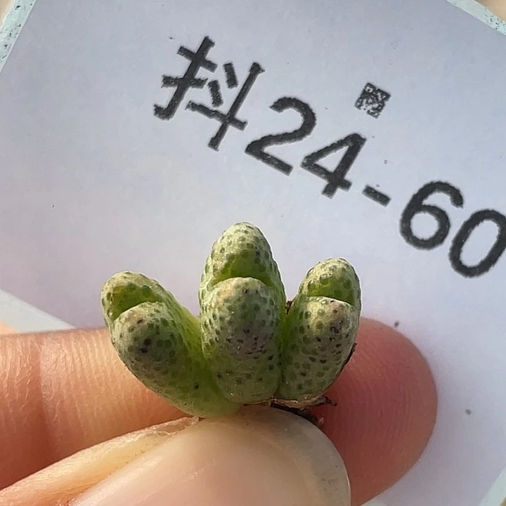 24-60斑马955d肉锥