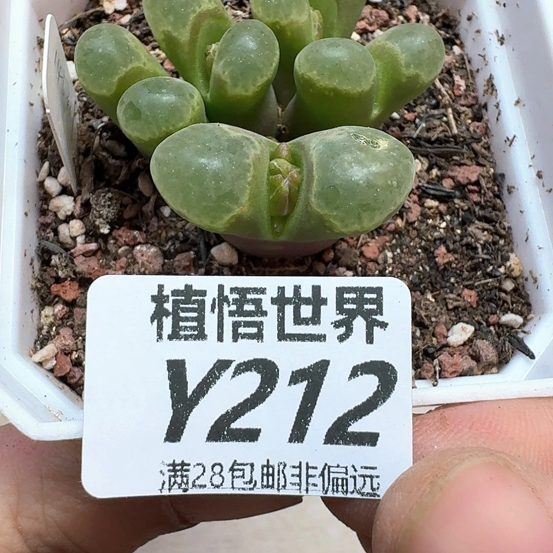 多肉植物的润泽和fg