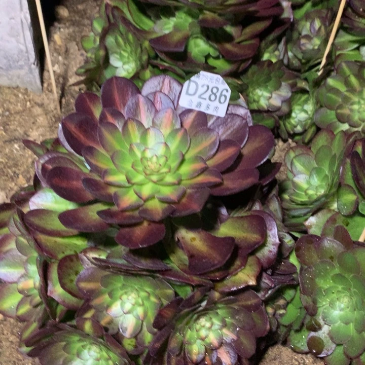 286多肉植物一物一拍