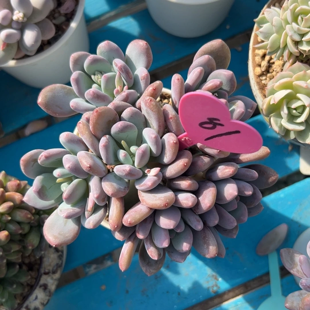 牡*多肉植物一物一拍