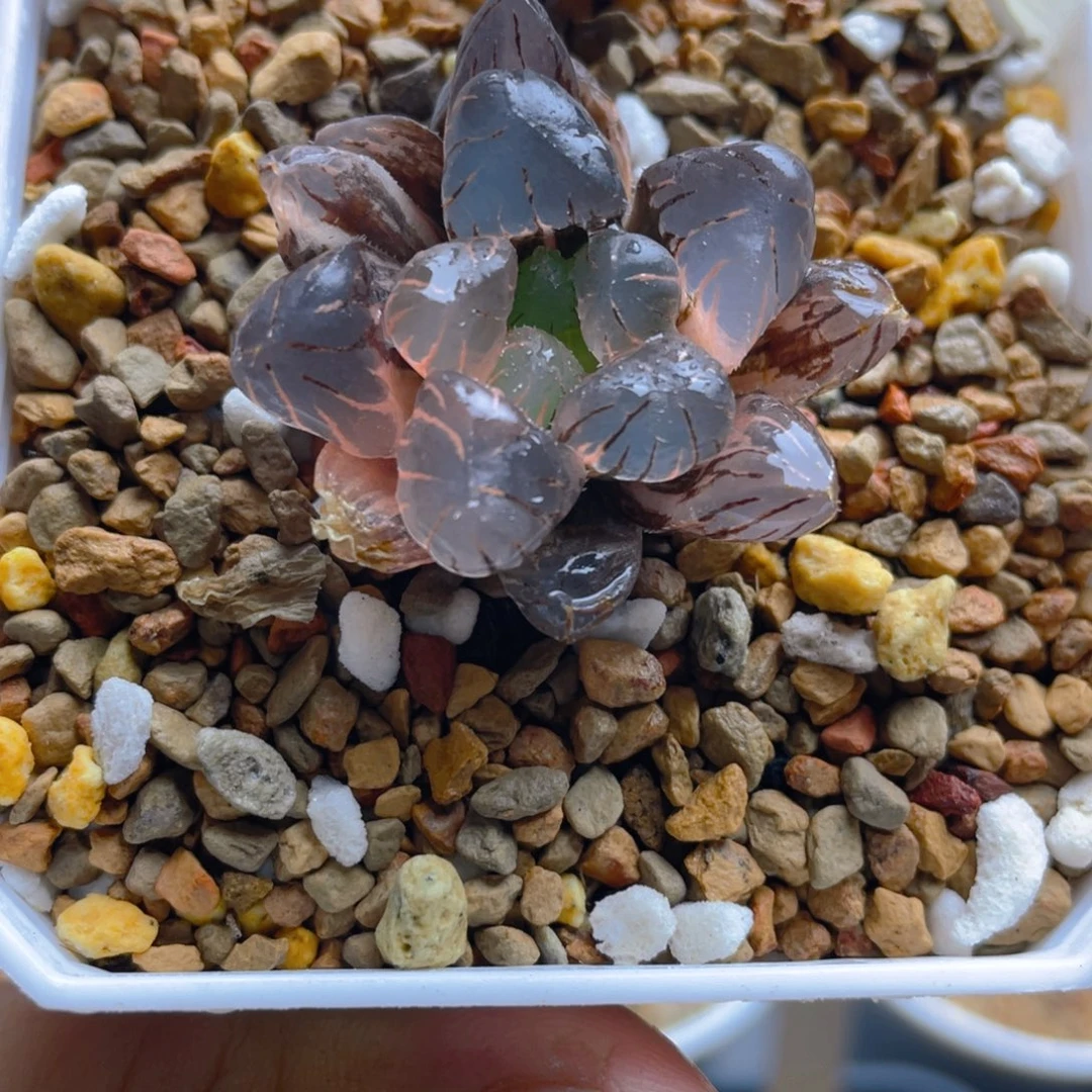 20.十二卷冰灯玉露锦。