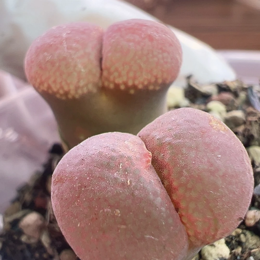 福利特特特特特特