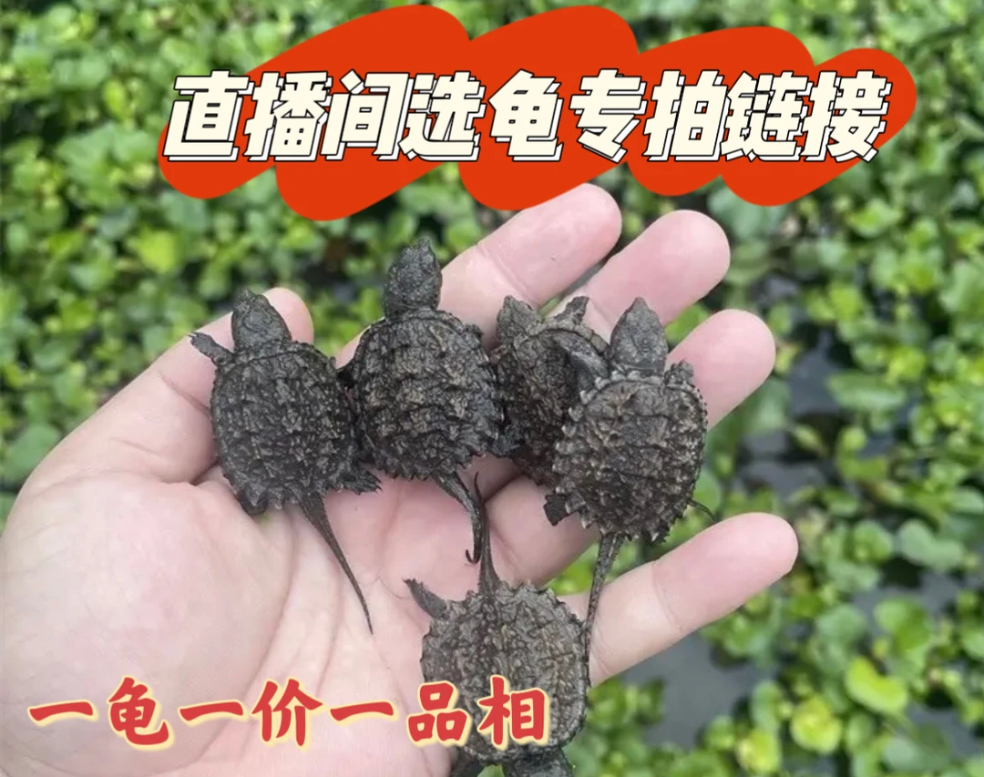 直播选龟鳄龟杂佛爆刺凶猛北美乌龟活体宠物一个龟一个价一个品像