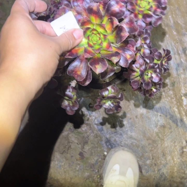 旭***升不包侧枝一物一拍205
