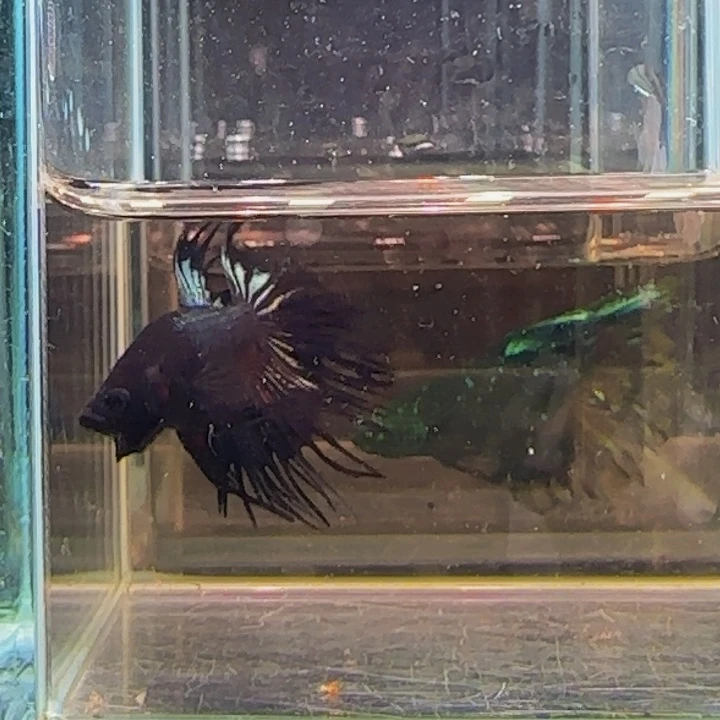 斗鱼我们是个有担当自己