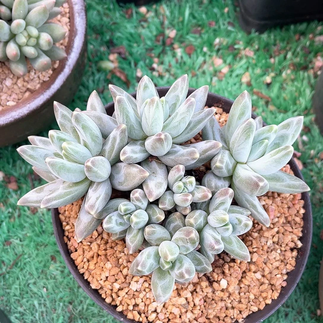 无砍7头群风羽多肉