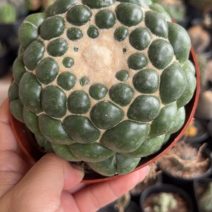 11.8左右无刺象牙111111111