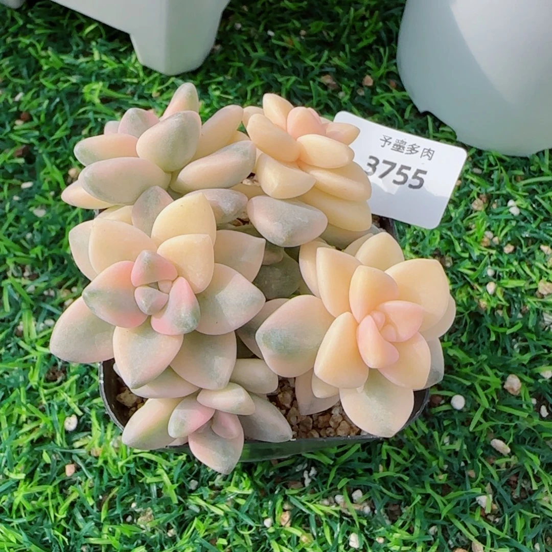 美杏锦，3755多肉植物