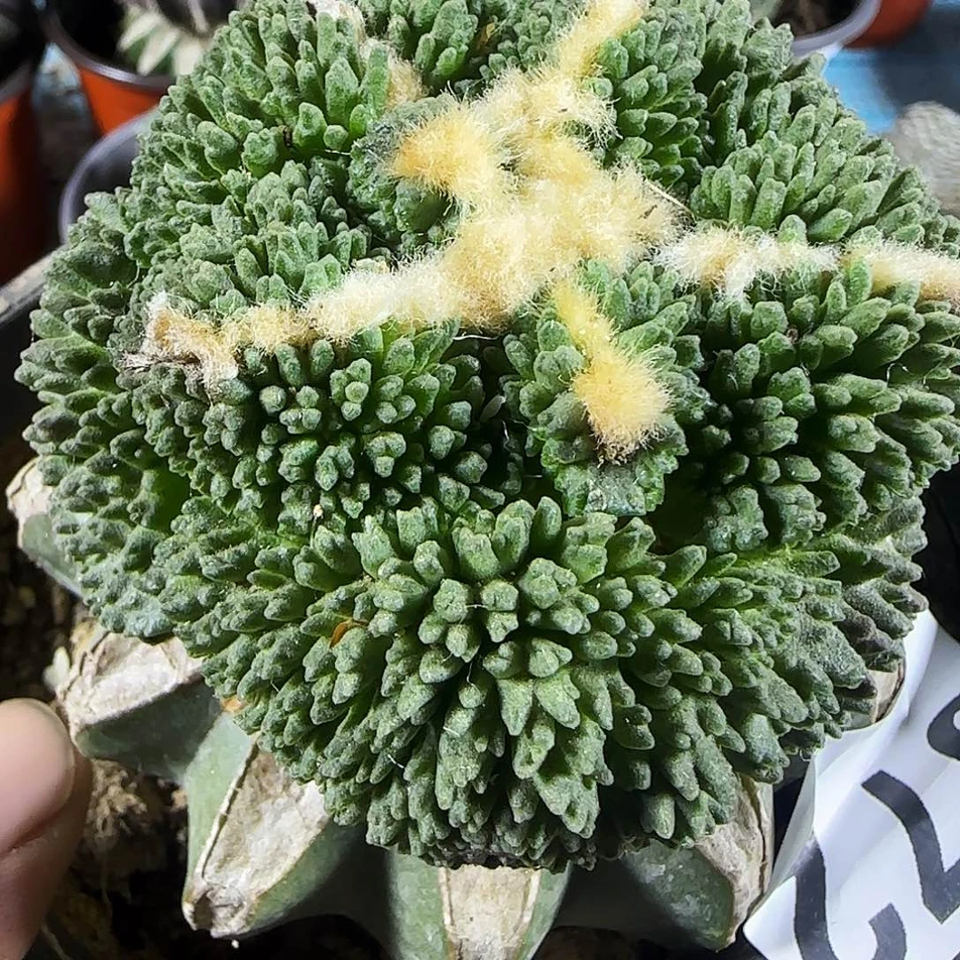 颗粒哥斯拉572。