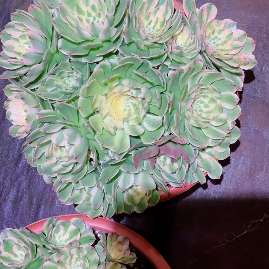云南多肉植物伊丽莎白