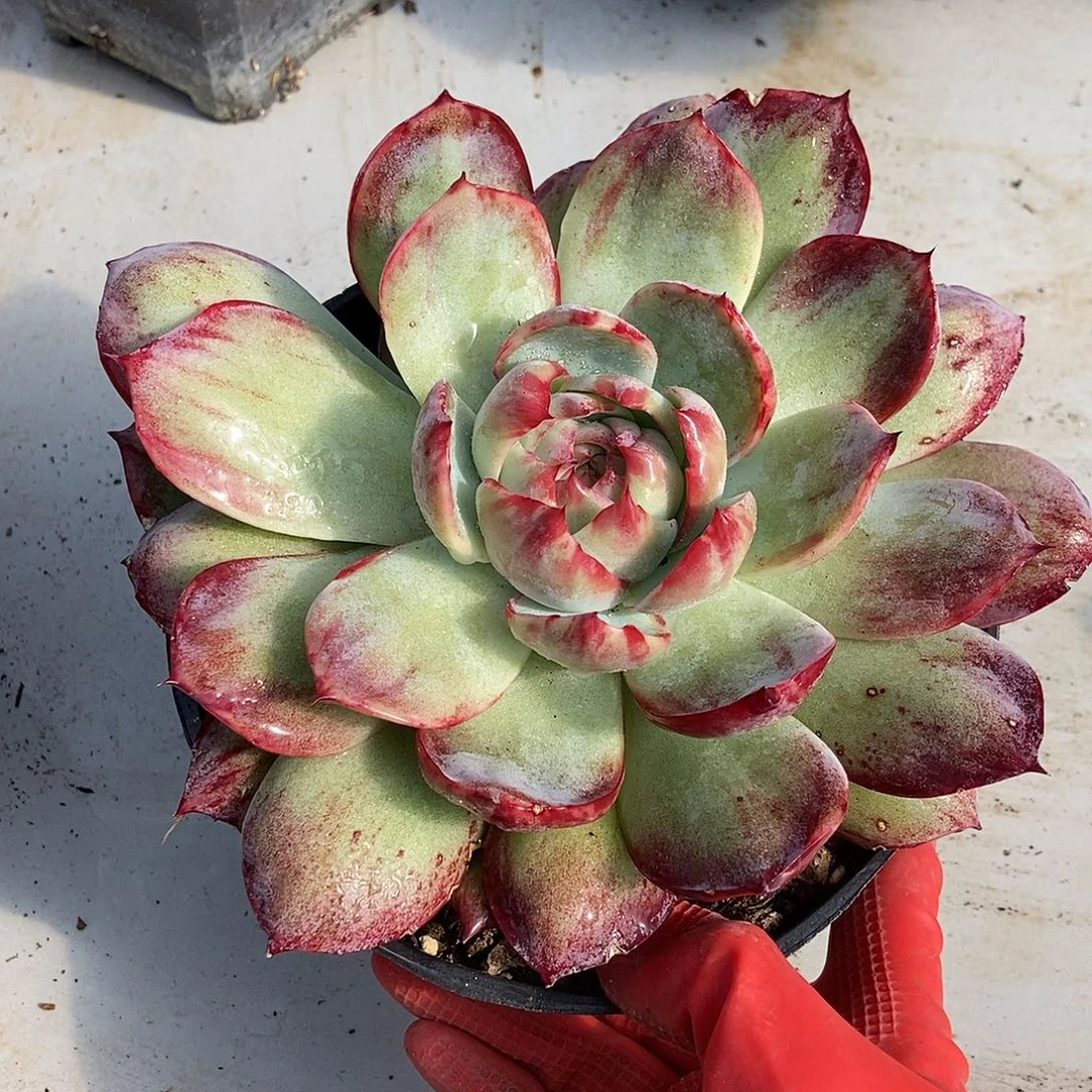 15 一物一拍多肉不退不换