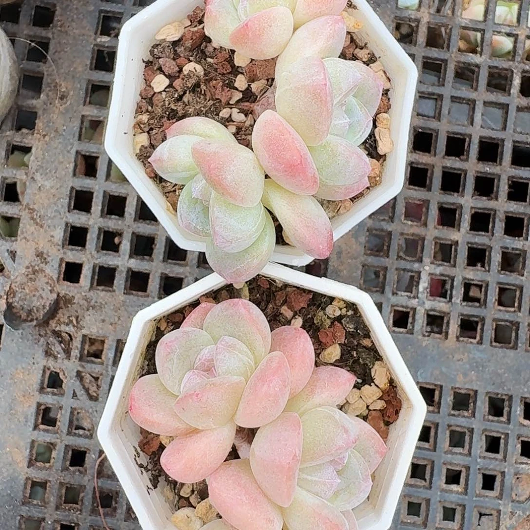 齐*齐专拍多肉小树冰玉