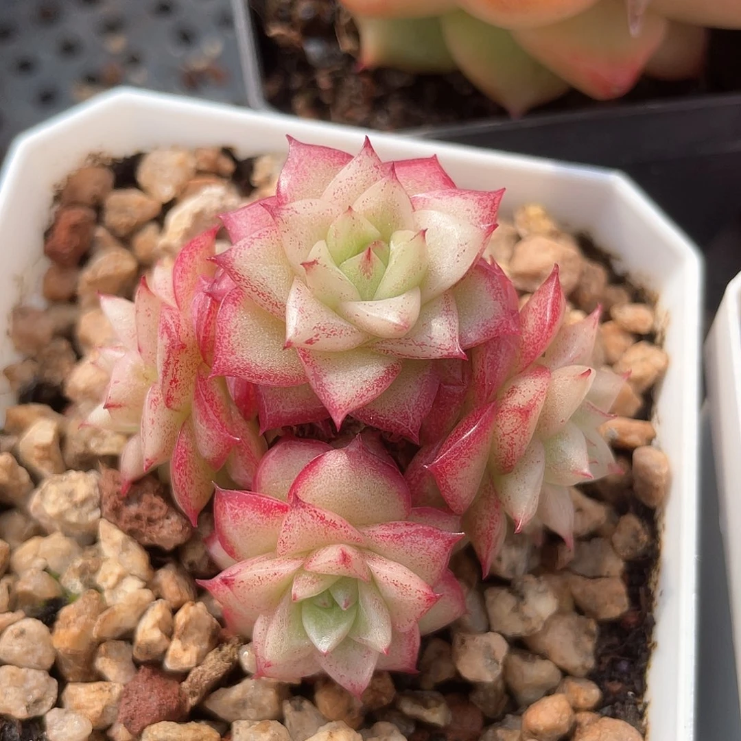 优选麦秆福利6082