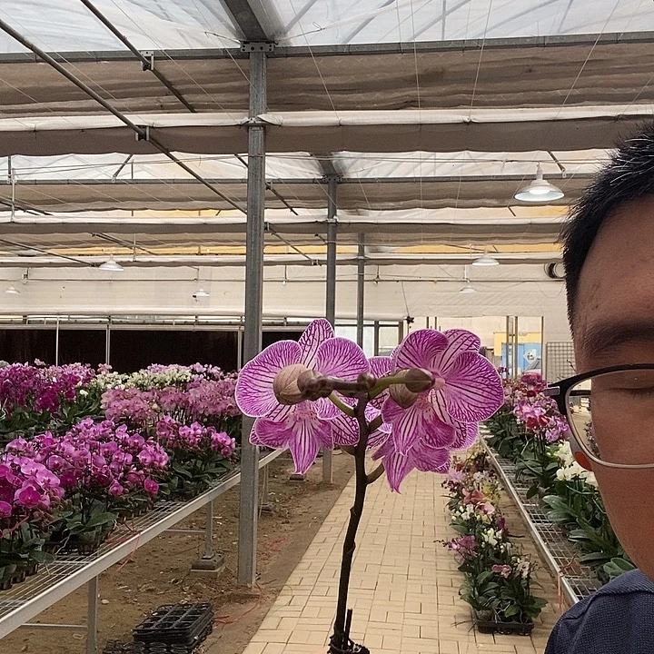 完全开放朗布隆050带花苞
