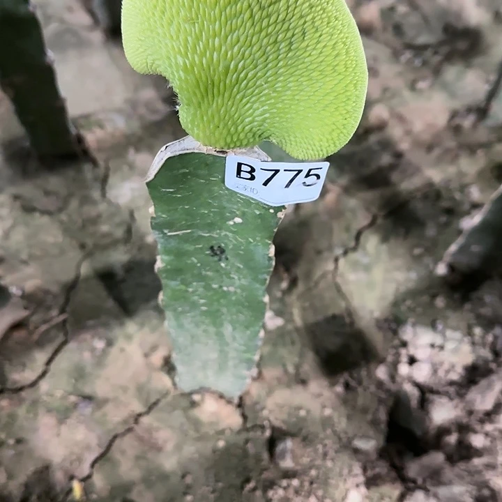 用****7嫁接青蛇缀化775