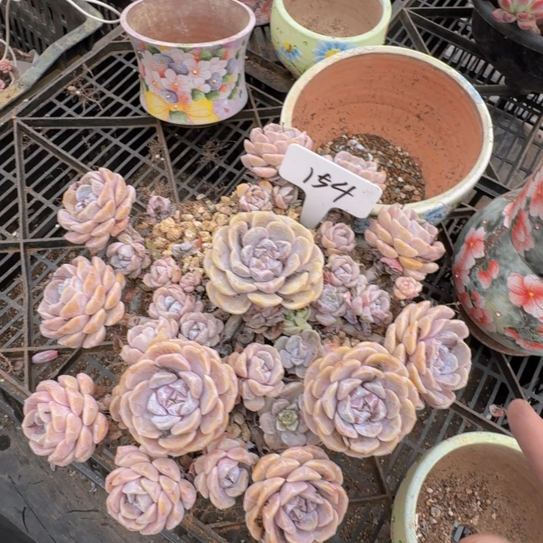 多肉植物的生长发育和生长发育等