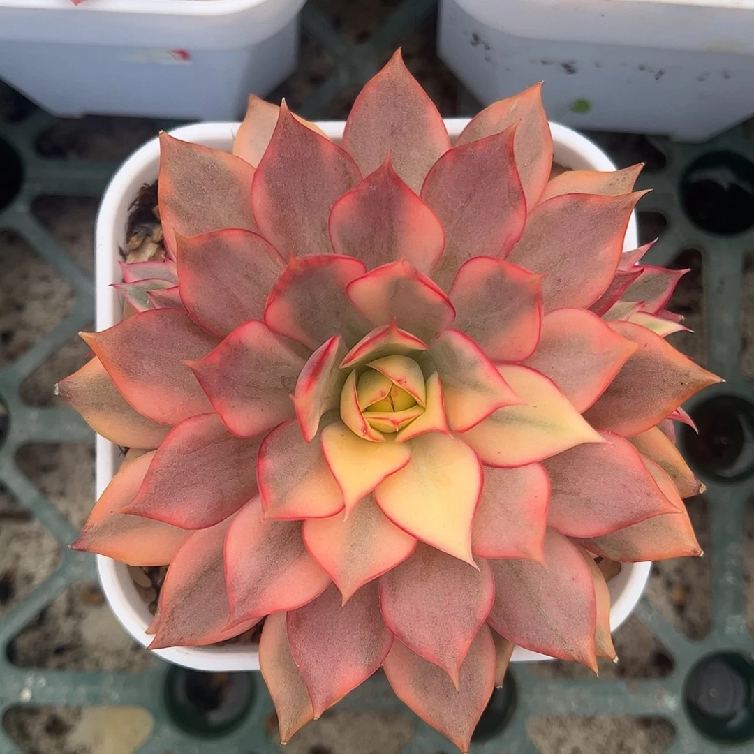 宝莲灯红锦 带两个小侧芽 婕宝一物一拍