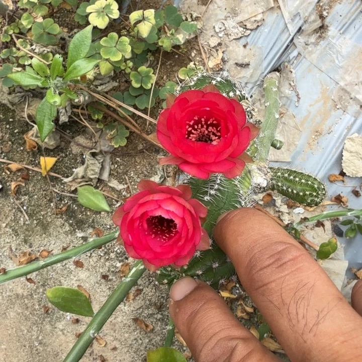 矮胖白檀495侧芽一个