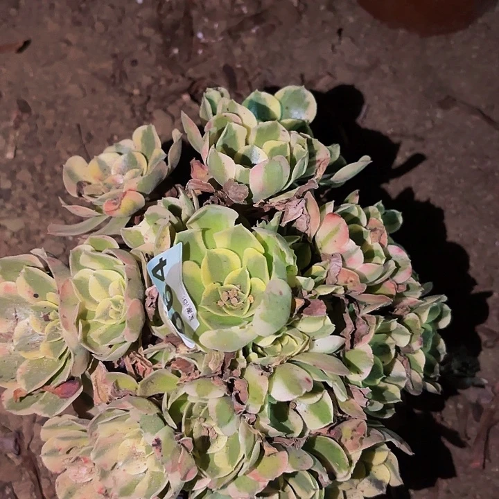 064妖月多肉植物不售后