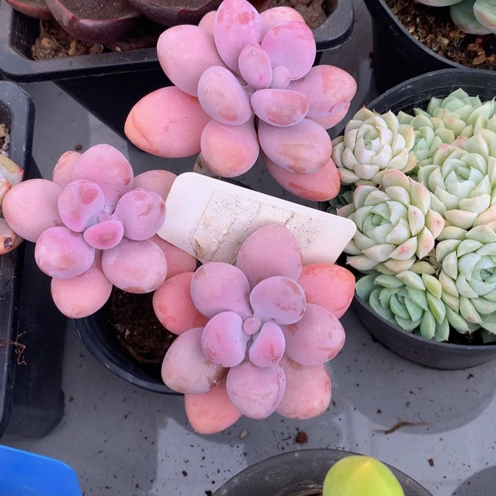 多肉植物73737373773