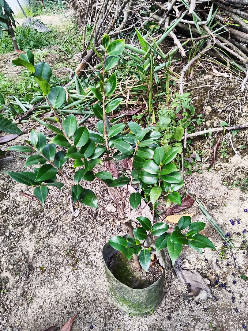 香妃茶花盆栽带花苞浓香型室内外阳台耐寒耐热好养花卉绿植