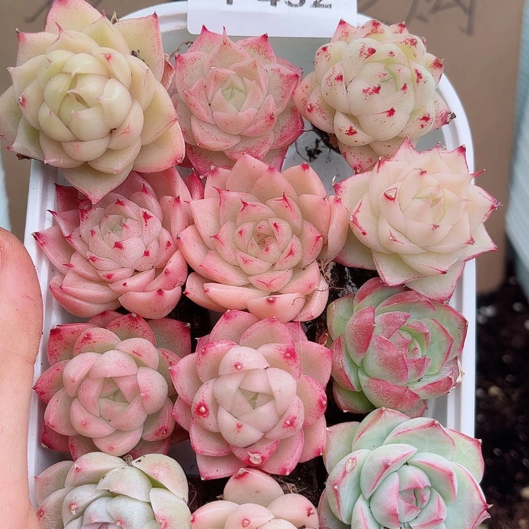 1-432 新疆西藏内蒙不发12.8包邮多肉