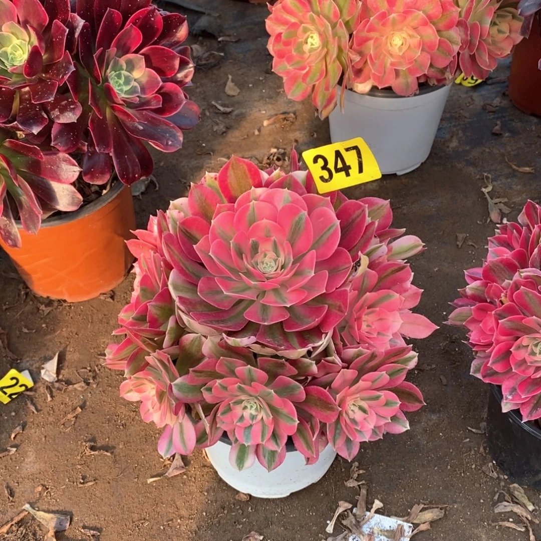 粉女巫多肉法师347