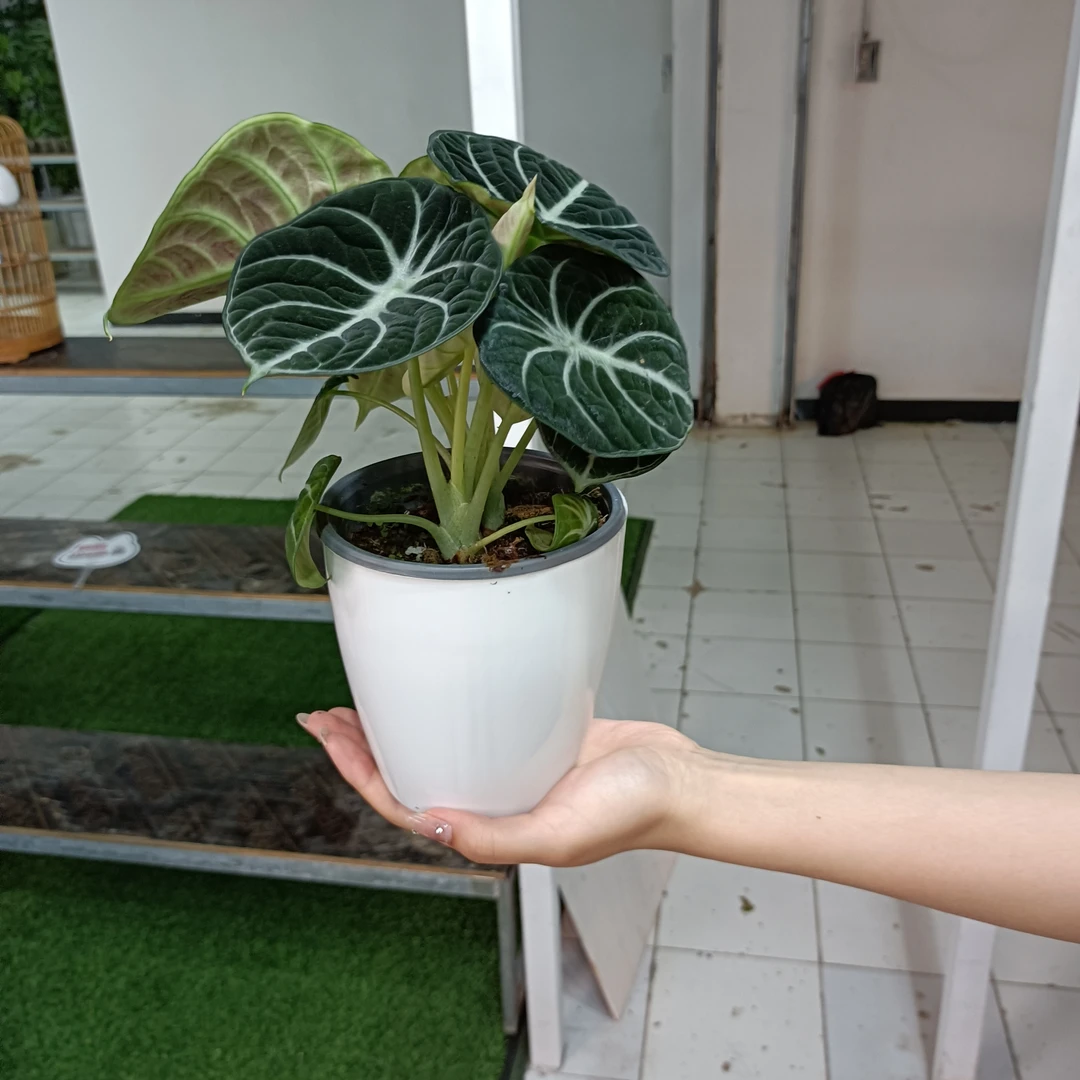 次日达-黑天鹅海芋顺丰包邮