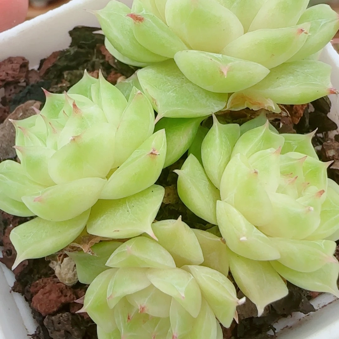 花语逸镜0925-210包子散