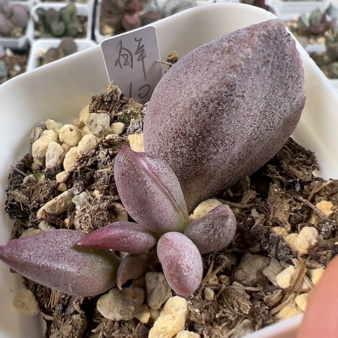 w白羊座有干疤特价