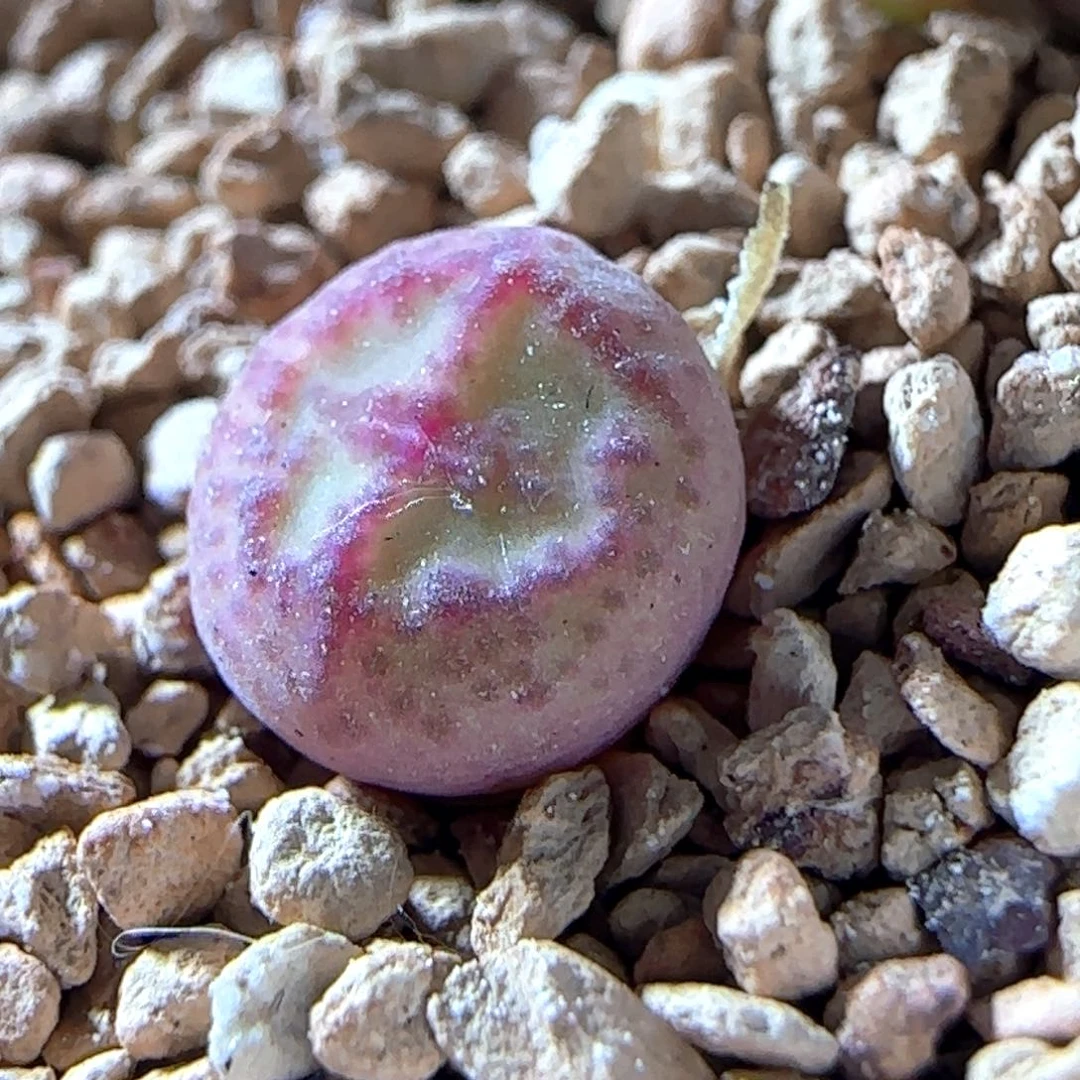 6.1.28/白花紫猴杂/尺寸小